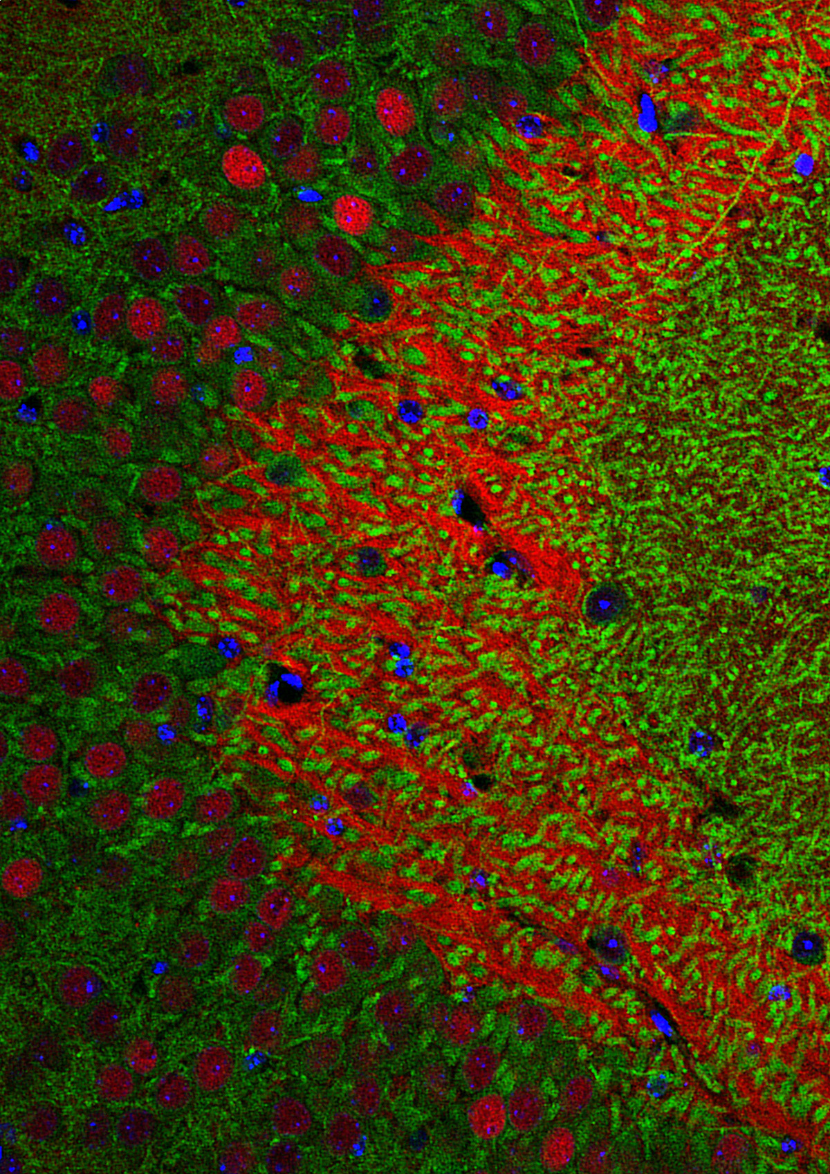 La proteína Crtc1 destaca en color rojo Fuente: UAB