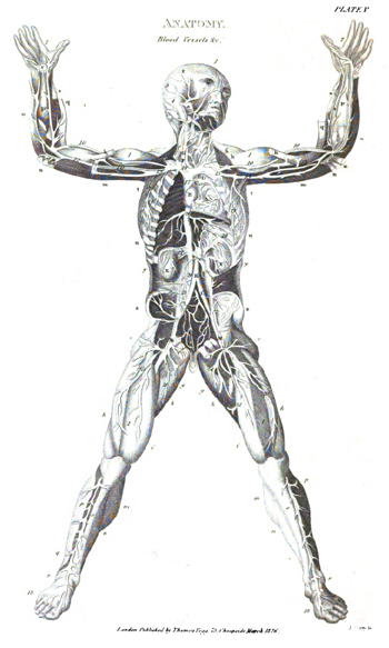 Simbolismo sobre el cuerpo humano Autor: Thomas Tegg Fuente: Wikimedia Commons