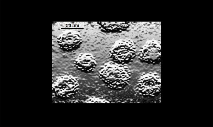 Virus del papiloma humano Autor/a imagen: PhD Dre / wikipedia.org Fuente: Wikipedia / Rosarinagazo