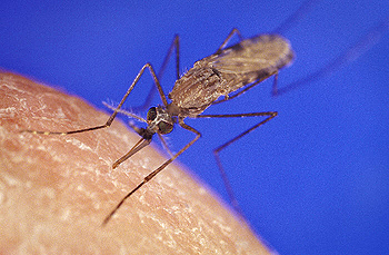 Anopheles gambiae, mosquito que transmite los parásitos causantes de la malaria Autor/a: James D. Gathany Fuente: Wikipedia