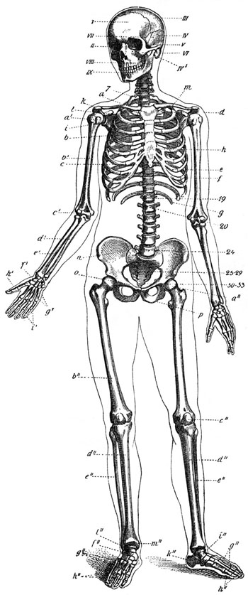 Esqueleto humano Autor/a: Hubert Ludwig Fuente: Wikimedia Commons