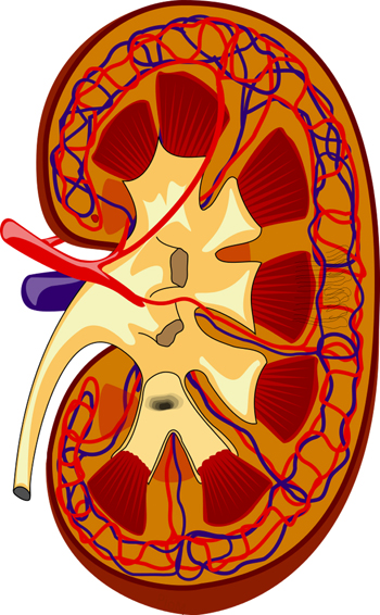 Esquema de un riñón Autor/a: Piotr Michał Jaworski; PioM EN DE PL Fuente: Wikipedia / Madhero88 