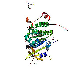 Estructura tridimensional de la proteína BRCA2 Autor/a de la imagen: ProteinBoxBot Fuente: Wikipedia / User:Anassagora (CommonsHelper) / Cargado por File Upload Bot (Magnus Manske)