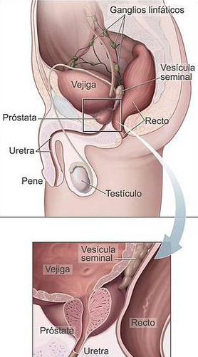 Esquema de la próstata Autor/a de la imagen: sin autoría conocida / Cargado por Octavio L Fuente: Wikipedia