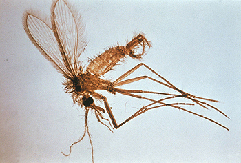 Flebotomo macho (en realidad, son las hembras de este insecto las que transmiten la leishmaniosis, se indica en Salud Madrid) Autor/a de la imagen: CDC Public Health Image Library (Image credit: World Health Organization (PHIL #3812), 1975.) Fuente: Wikipedia / Esculapio