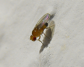 Mosca de la fruta (Drosophila melanogaster) Autor/a de la imagen: real name: Karol Głąb pl.wiki: Karol007 commons: Karol007 e-mail: kamikaze007 (at) tlen.pl Fuente: Wikimedia Commons