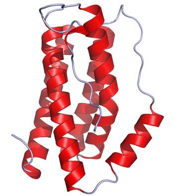 Representación estructural de la interleucina 6 (IL-6) Autor/a de la imagen: Ramin Herati Fuente: Wikipedia / Sedmic