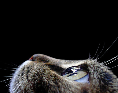 gato con retina transparente