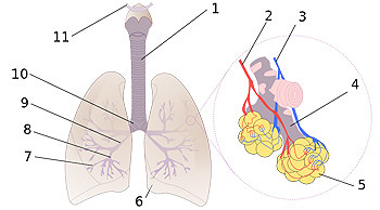 Diagrama pulmonar 1:Tráquea 2:Arteria pulmonar 3:Vena pulmonar 4:Bronquiolo terminal 5:Alvéolos 6:Corte cardíaco 7:Bronquios terciarios o segmentados 8:Bronquios secundarios o lobales 9:Bronquio principal 10:Bifurcación traquial o carina 11:Laringe Autor/a de la imagen: Rastrojo (D•ES) - trabajo propio a partir de Image:Illu bronchi lungs.jpg Fuente: Wikipedia