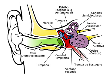 Esquema de la anatomía del oído Autor/a de la imagen: (Anatomy_of_the_Human_Ear.svg): Chittka L, Brockmann derivative work: Pachus (talk) Fuente: Wikipedia / Pachus