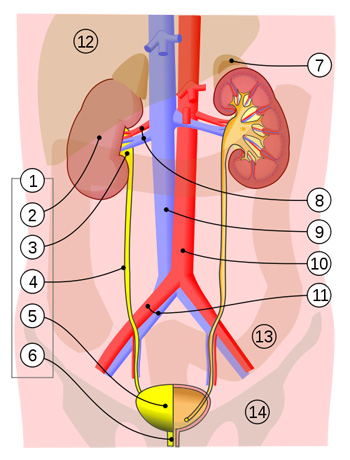 Sistema urinario humano (5, vejiga urinaria) Autor/a de la imagen: Jordi March i Nogué Fuente: Wikipedia