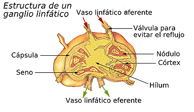 Estructura de un ganglio linfático Autor/a de la imagen: SEER derivative work: Leptictidium (talk) derivative work: Ortisa (talk) Fuente: Wikipedia / Ortisa