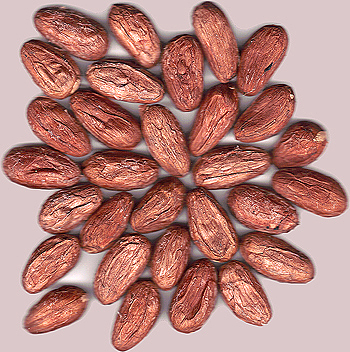 Semillas de Cacao con las que se fabrica chocolate Autor/a de la imagen: The Photographer Fuente: Wikipedia