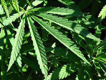 Cannabis sativa Autor/a de la imagen: skhakirov (Donetsk, Ukraine) Fuente: Wikimedia Commons