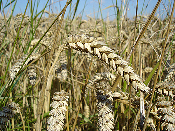 El gluten se encuentra en productos como el trigo Autor/a de la imagen: User: Bluemoose Fuente: Wikipedia
