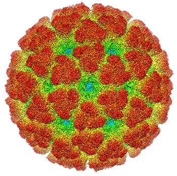 Reconstrucción con criomicroscopía electrónica del virus de Chikungunya De EMDB, entrada 5577  Autor/a de la imagen: A2-33  Fuente: Wikipedia