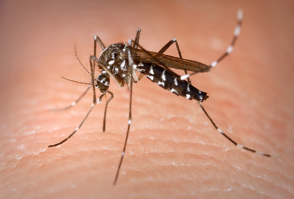 Hembra de mosquito tigre Autor/a de la imagen: James Gathany/CDC [Centers for Disease Control and Prevention's Public Health Image Library (PHIL), number #4487] Fuente: Wikipedia