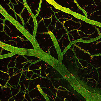 Detalle de 1 mm de cerebro de ratón. En verde, capilares que forman parte de la barrera hematoencefálica y, en rojo, las moléculas que, unidas a la lanzadera del IRB Barcelona, han conseguido traspasar la barrera y llegar al cerebro (en fondo negro).  Autor/a de la imagen: Benjamí Oller (IRB Barcelona) Fuente: IRB Barcelona
