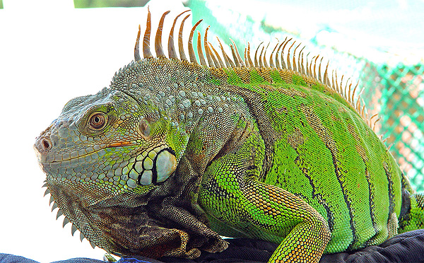 A la iguana se la considera una mascota exótica. En la fotografía, una iguana verde (Iguana iguana) (Imagen modificada) Autor/a del original: Cy [Kini iguana de Cy-Trabajo propio] Fuente: Wikipedia / Wikimedia Commons