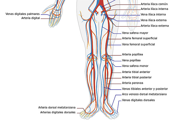 Diagrama simplificado del sistema circulatorio humano en vista anterior, correspondiente a las extremidades inferiores (Imagen modificada) Autor/a de la imagen original: Edoarado -Trabajo propio, basado en Circulatory System en.svg, de LadyofHats Fuente: Wikipedia