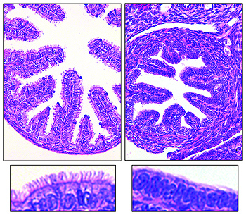 Los oviductos de los ratones con el gen GEMC1 (izquierda) están recubiertos con células multiciliadas, totalmente ausentes en los ratones que carecen del gen  (Berta Terré, IRB Barcelona) Fuente: IRB Barcelona