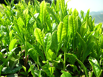 Hojas de té verde Autor/a de la imagen: たね - Taken by たね Fuente: Wikipedia