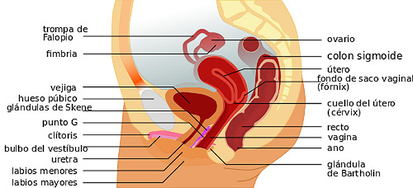 Esquema de la región pélvica de la mujer incluyendo los órganos internos del aparato genital femenino Autor/a de la imagen: Bibi Saint-Pol [File:Female anatomy with g-spot-fr.svg https://commons.wikimedia.org/wiki/File:Female_anatomy_with_g-spot-fr.svg ] Fuente: Wikipedia
