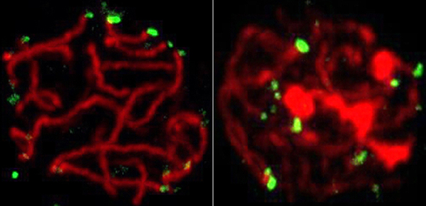 Corte transversal del núcleo celular. En la izquierda, los telómeros -extremos de los cromosomas- (en verde) están unidos a la membrana nuclear. Sin RingoA, los telómeros no se anclan bien, la meiosis se detiene y la célula muere. Autor/a y fuente: Petra Mikolcevic, IRB Barcelona