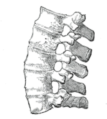 Una columna con fusión vertebral debida a la espondilitis anquilosante Autor/a de la imagen: Senseiwa (Transferred from en.wikipedia to Commons) Fuente: Viquipèdia / Wikipedia 