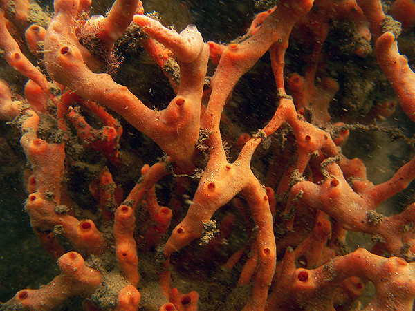 Una esponja de mar de la especie Desmapsamma anchorata, especie probada en el estudio Fuente: IBEC / ISGlobal