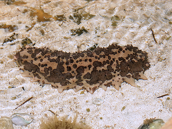 Un pepino de mar de la especie Isostichopus badionotus Autor/a de la imagen: © Hans Hillewaert  Fuente: [Creative Commons] Wikipedia