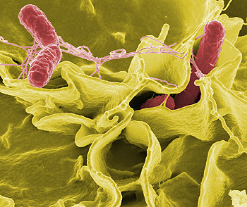 Microscopía electrónica de Salmonella typhimurium Autor/a de la imagen: Rocky Mountain Laboratories, NIAID, NIH (User: Taragui) Fuente:Wikpiedia