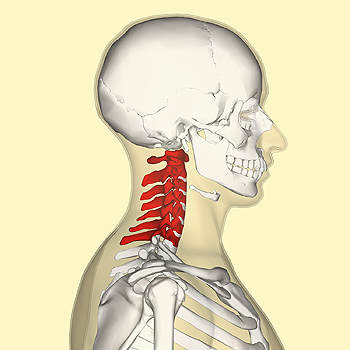 En rojo, las vértebras cervicales Autor/a de la imagen: Anatomography Fuente: Viquipèdia / Wikipedia