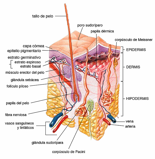 Anatomía de la piel humana Autor/a de la imagen: US-Gov  (http://web.archive.org/web/20080612093735/http://training.seer.cancer.gov/ss_module14_melanoma/images/illu_skin01.jpg) Fuente: Wikipedia