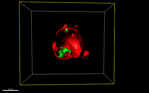 Imagen de microscopía confocal de nanocápsulas de liposomas que contienen bacteriófagos Fuente: UAB