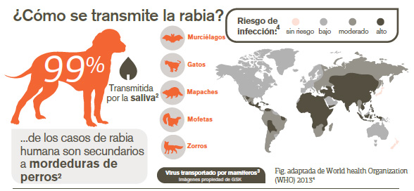 Referencias: 2. World Health Organization. Rabies: Fact Sheet No.99. March 2016. Disponible en: http://www.who.int/mediacentre/factsheets/fs099/en/# [Último acceso en septiembre de 2016]. Fuente: GSK / Berbés Asociados 