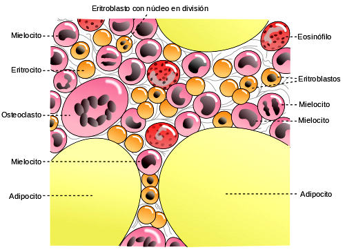 Ilustración de las células de la médula ósea [Gray72-Médula ósea, placa del libro de GRay num 72, traducida al español] Autor/a de la imagen: Mysid. Traducción al español y retoque del layout: Basquetteur- Fuente: Wikipedia 