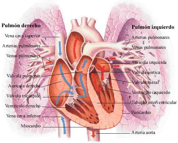 Sistema cardiopulmonar Autor/a de la imagen: Lomappmi Fuente: Wikimedia Commons