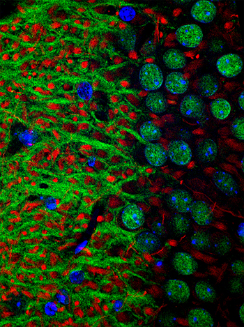 Activación de la proteína CRTC1 (en verde) en neuronas del área cerebral del hipocampo (en azul) tras un test de memoria asociativa (© UAB) Fuente: UAB