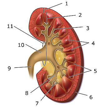 Esquema del riñón: 1. Corteza renal, 2. Médula renal, 3. Papila renal, 4, Pirámide renal, 5. Columna renal, 6. Cápsula fibrosa, 7. cáliz menor, 8. cáliz mayor, 9. Uréter, 10. Pelvis renal, 11. Hilio renal. Autor/a de la imagen: Modificado de BruceBlaus - Wikimedia Commons file:Blausen 0593 KidneyAnatomy 02.png Fuente: Wikipedia 