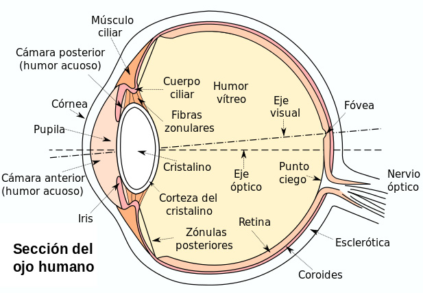Esquema de la sección del ojo humano Autoría: Based on Eyesection.gif, by en:User_talk:Sathiyam2k. Vectorization and some modifications by user:ZStardust - self-work Section view of the human eye. Based on Image:Eyesection.gif. Labels in Spanish Fuente: Wikipedia 