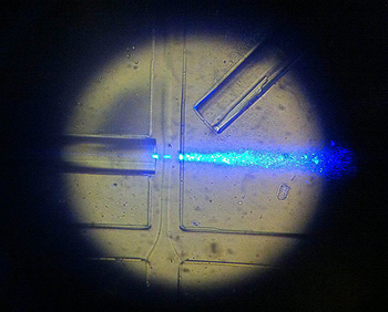 Zona de medida del chip. En la parte superior se puede ver el extremo de una fibra óptica que ilumina perpendicularmente con luz azul el canal fluídico, por donde circulan las células, que se mueven de izquierda a derecha Fuente: Gentileza de la URV