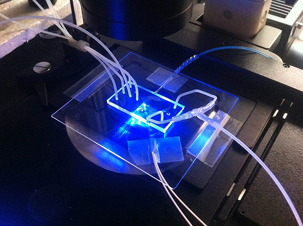 Chip microfluídico con conductos para la sangre, y fibra óptica Fuente: Gentileza de la URV