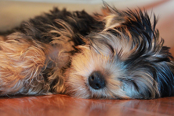 Un perro durmiendo Autor/a de la imagen: junpoonipipoo Fuente: Pixabay / Public Domain 