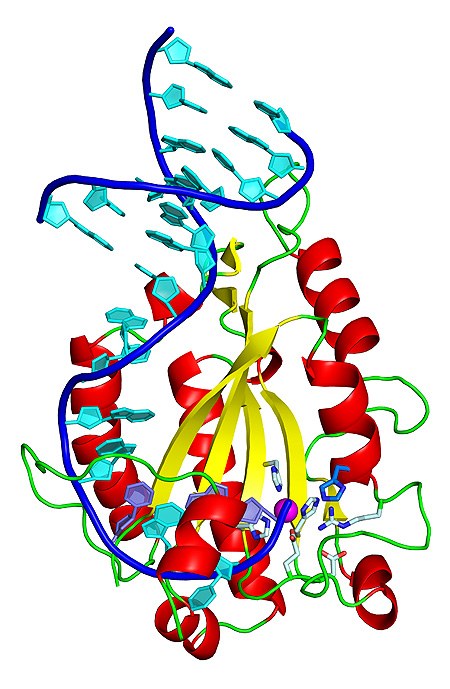 Estructura tridimensional de la proteína relaxasa unida a un fragmento de ADN. La histidina, esencial para cortar y transferir el ADN, se muestra en azul (abajo a la derecha)  Autor/a y fuente: Radoslaw Pluta, IRB Barcelona
