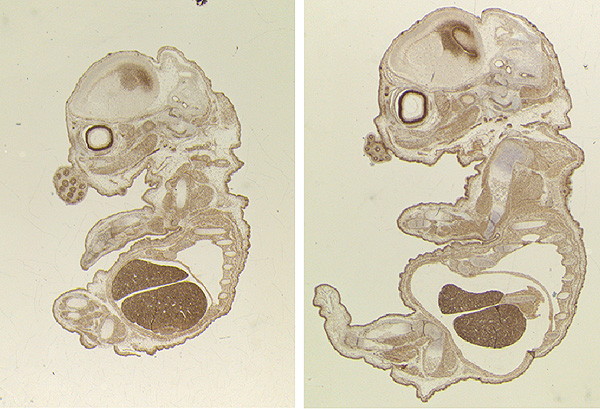 Comparativa del desarrollo embrionario de ratones -control y sin TLK2 (izquierda)-. El desarrollo es más lento pero morfolóficamente normal (S. Segura-Bayona, IRB Barcelona) Fuente: IRB Barcelona