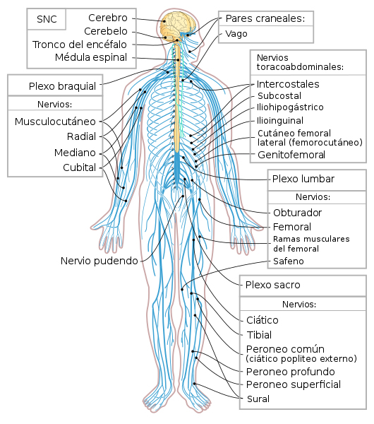 Diagrama del sistema nervioso humano Autor/a de la imagen: This SVG image was created by Medium69. Cette image SVG a été créée par Medium69. Please credit this : William Crochot - File:Nervous system diagram.png Fuente: Wikipedia