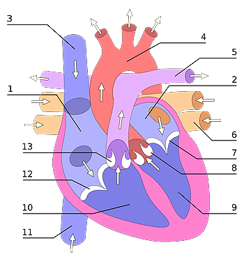 Vista frontal de un corazón humano. Las flechas blancas indican el flujo normal de la sangre. 1. Aurícula derecha; 2. Aurícula izquierda; 3. Vena cava superior; 4. Arteria aorta; 5. Arterias pulmonares, izquierda y derecha; 6. Venas pulmonares; 7. Válvula mitral; 8. Válvula aórtica; 9. Ventrículo izquierdo; 10. Ventrículo derecho; 11. Vena cava inferior; 12. Válvula tricúspide; 13. Válvula pulmonar Autor/a de la imagen: User:Wapcaplet. - EN Wikipedia (slightly edited by Stanisław Skowron) Fuente: Wikipedia 