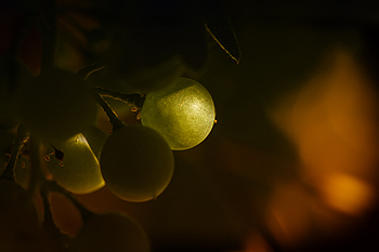 Unas uvas Autor/a de la imagen: GLAS-8 Fuente: Flickr / Creative Commons 