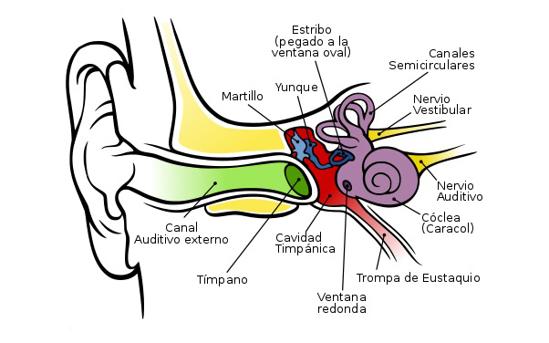 Esquema de la anatomía del oído Autor/a de la imagen: (Anatomy_of_the_Human_Ear.svg): Chittka L, Brockmann derivative work: Pachus (talk) Fuente: Wikipedia / Pachus
